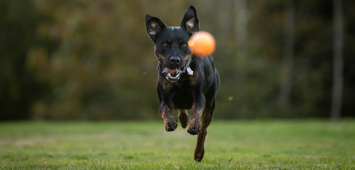 hondensport bal apporteren