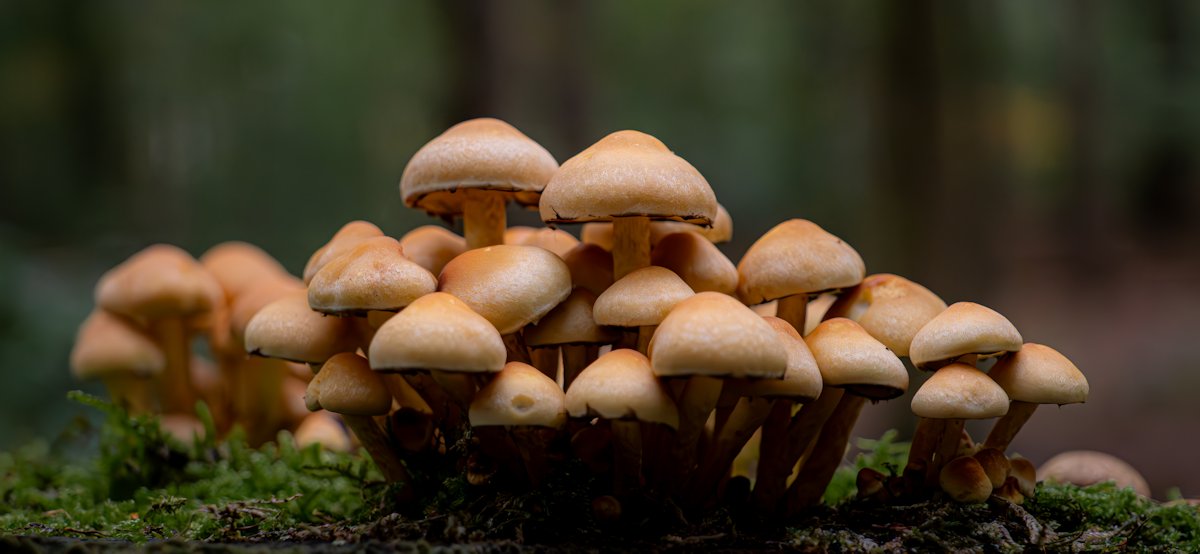 gewone-zwavelkop-zwammetjes