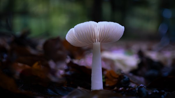 witte paddenstoel sporen