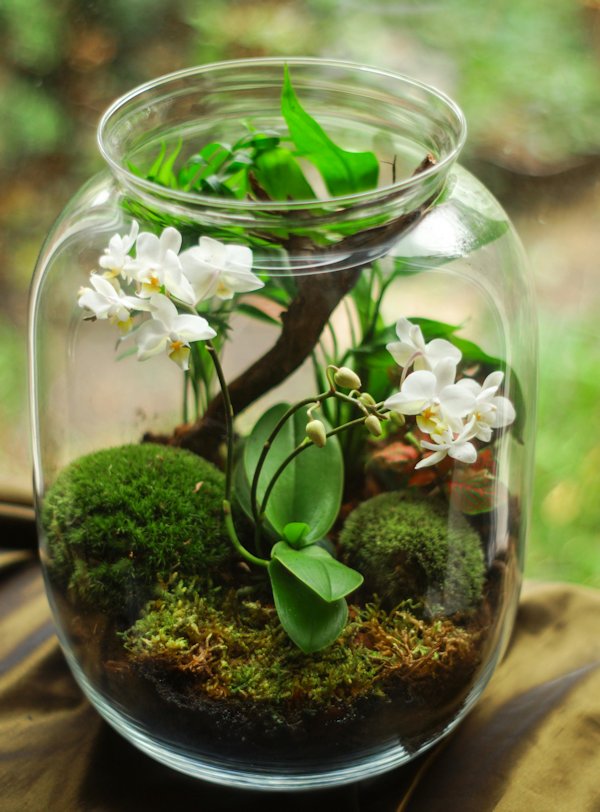 planten-terrarium-pot