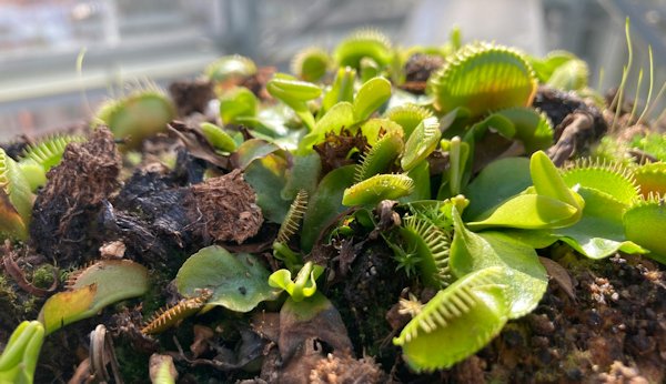 terrarium vleesetende planten